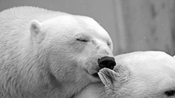 Make polar bear masks with kids